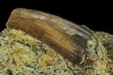 Fossil Crocodile and Hadrosaur Tooth - Aguja Formation #116699-1